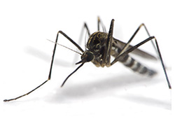 Photo of Aedes Mosquito
